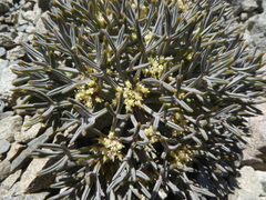 Lignocarpa carnosula