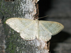 Idaea deversaria