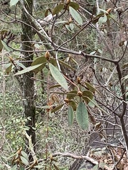 Rhododendron minus