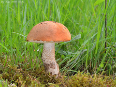 Leccinum albostipitatum