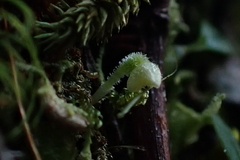 Bulbophyllum pygmaeum