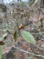 Rhododendron minus