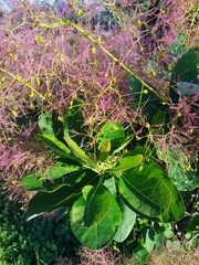 Cotinus coggygria