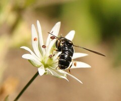 Paragus