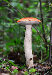 Leccinum albostipitatum
