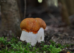 Leccinum albostipitatum