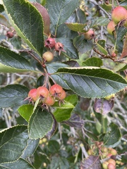 Crataegus persimilis