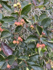 Crataegus persimilis