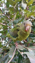 Brotogeris cyanoptera