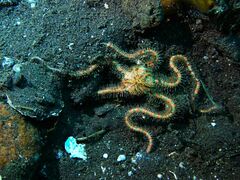 Ophiotrichidae