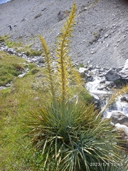 Aciphylla scott-thomsonii