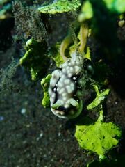 Goniobranchus geometricus