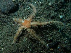 Macrophiothrix
