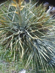 Aciphylla scott-thomsonii