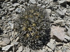 Lignocarpa carnosula