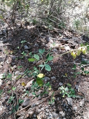 Crotalaria longirostrata