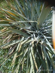 Aciphylla scott-thomsonii