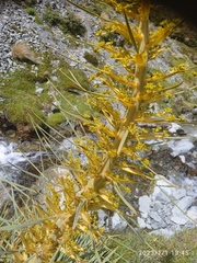 Aciphylla scott-thomsonii