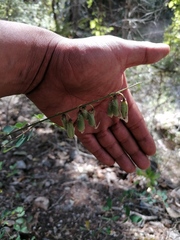 Crotalaria longirostrata
