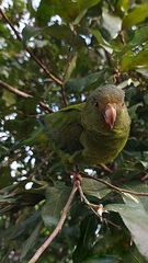 Brotogeris cyanoptera