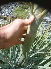 Aciphylla scott-thomsonii