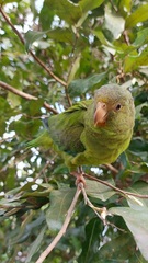 Brotogeris cyanoptera