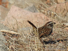 Oriturus superciliosus