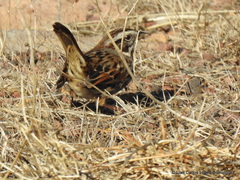 Oriturus superciliosus
