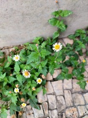 Perityle microglossa