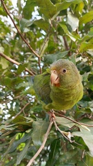 Brotogeris cyanoptera