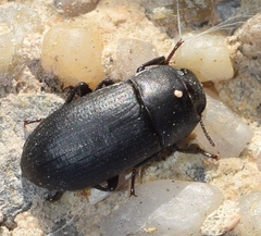 Opatroides punctulatus