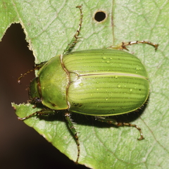 Stethaspis suturalis