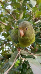 Brotogeris cyanoptera