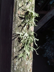 Ramalina celastri