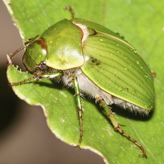 Stethaspis suturalis