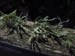 Ramalina celastri
