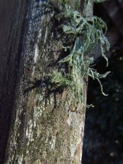Ramalina celastri