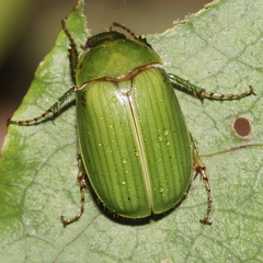 Stethaspis suturalis