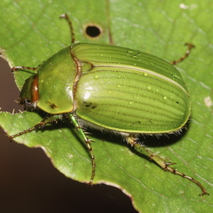 Stethaspis suturalis