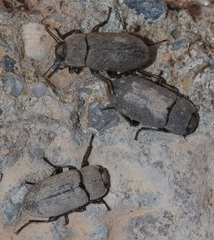 Gonocephalum rusticum