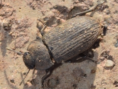 Gonocephalum rusticum