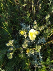 Potentilla
