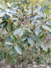 Quercus diversifolia