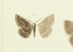 Selidosema erebaria