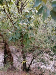 Quercus diversifolia