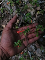 Clinopodium mexicanum
