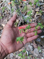 Clinopodium mexicanum