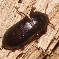Uloma tenebrionoides