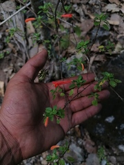 Clinopodium mexicanum