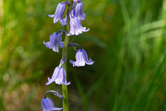 Hyacinthoides